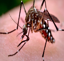 ĐÁNH GIÁ HOẠT ĐỘNG CỦA MẠNG LƯỚI CỘNG TÁC VIÊN PHÒNG CHỐNG SỐT XUẤT HUYẾT DENGUE